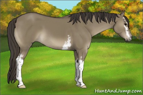 Horse Color:White Spotted Smoky Grullo 