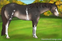 Horse Color:White Spotted Liver Chestnut 