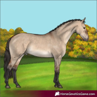 Horse Color:Bay Dun 