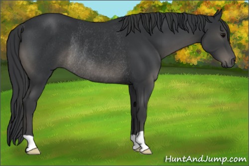 Horse Color:Black Rabicano 