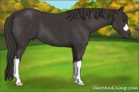 Horse Color:Smoky Black