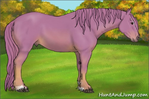 Horse Color:Watercolor Chestnut Sabino