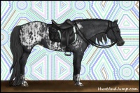 Horse Color:Black  and Black Appaloosa 