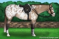 Horse Color:Bay Dun Splash Appaloosa 