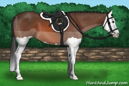 Horse Color:Bay Splash 