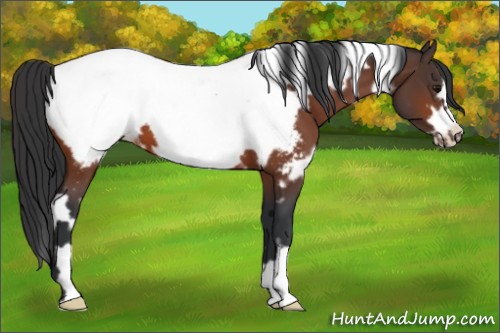 Horse Color:White Spotted Bay Frame Appaloosa 