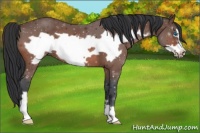 Horse Color:Bay Frame 