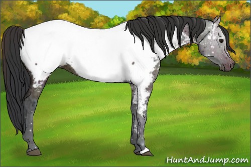 Horse Color:Midnight Bay Ice Near Fewspot 