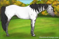 Horse Color:Midnight Bay Ice Near Fewspot 