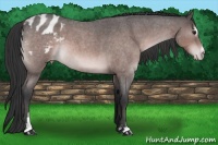 Horse Color:Platinum Brown Roan Sabino Appaloosa 
