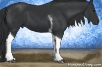 Horse Color:Black Tobiano 
