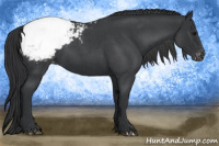Horse Color:Blue Roan Snowcap