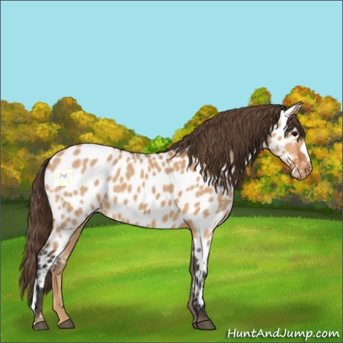Horse Color:Bay Dun Appaloosa 