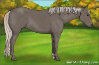 Horse Color:Silver Black