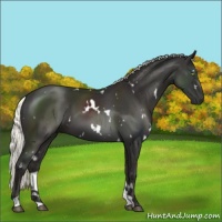 Horse Color:White Spotted Liver Chestnut Mushroom 