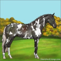 Horse Color:White Spotted Liver Chestnut Mushroom 