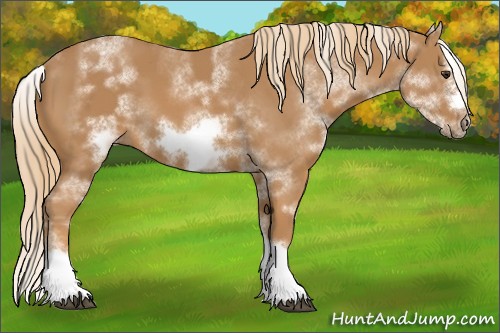 Horse Color:White Spotted Chestnut Splash Frame 
