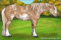 Horse Color:White Spotted Chestnut Splash Frame 