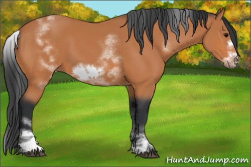 Horse Color:White Spotted Bay Frame