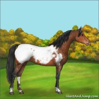 Horse Color:Bay Appaloosa 