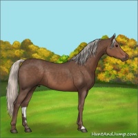 Horse Color:Silver Black Rabicano