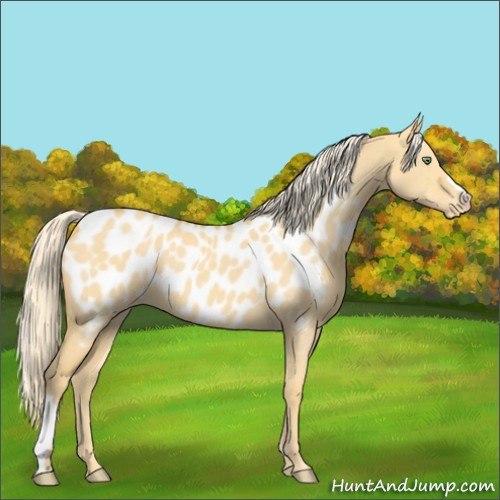 Horse Color:Gold Cream Champagne Dun Appaloosa 