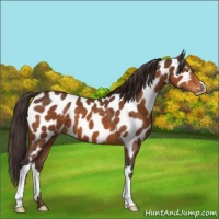 Horse Color:Buckskin Appaloosa