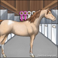 Horse Color:Buckskin Pearl Snowflake Varnish