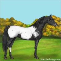 Horse Color:Black Appaloosa 