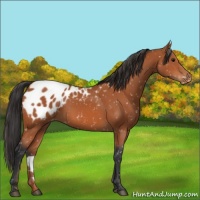 Horse Color:Bay Appaloosa 