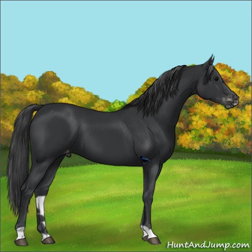 Horse Color:Black Appaloosa 
