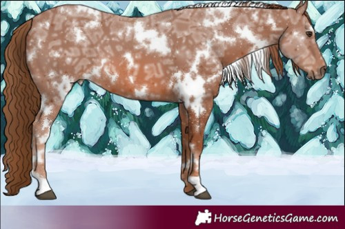 Horse Color:White Spotted Chestnut Ice