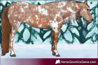 Horse Color:White Spotted Chestnut Ice