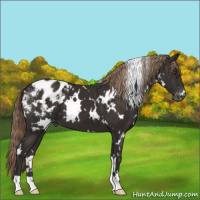 Horse Color:White Spotted Liver Chestnut Appaloosa 