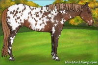 Horse Color:White Spotted Liver Chestnut Appaloosa 
