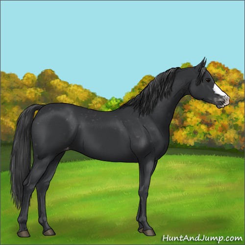 Horse Color:Black Appaloosa