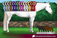 Horse Color:Chestnut Snowcap 