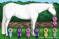 Horse Color:Palomino Roan Appaloosa 