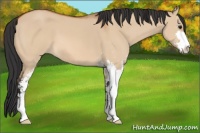 Horse Color:Bay Dun Sabino 