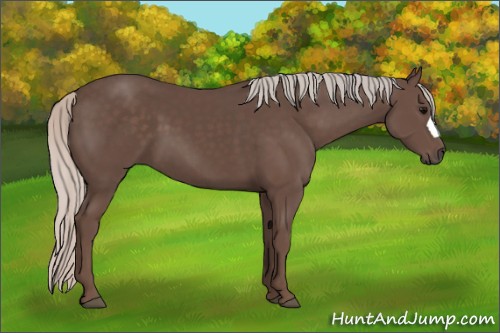 Horse Color:Silver Black 