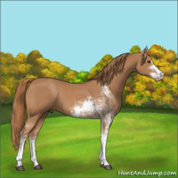 Horse Color:Chestnut Sabino
