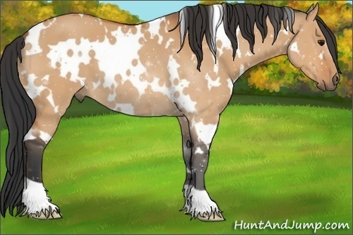 Horse Color:White Spotted Bay Dun