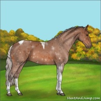 Horse Color:Silver Bay Tobiano 