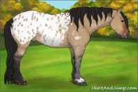 Horse Color:Gray Bay Dun Appaloosa 