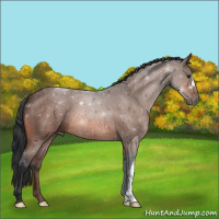 Horse Color:Brown Roan