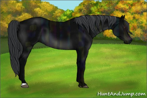 Horse Color:Midnight Black Chinchilla 
