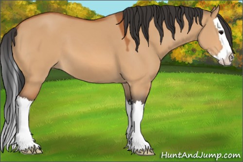 Horse Color:Bay Dun Sabino Splash 