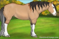 Horse Color:Bay Dun Sabino Splash