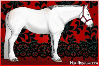 Horse Color:Gray White Spotted Amber Champagne Sabino 