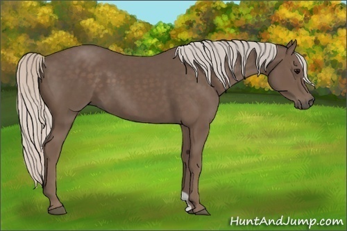 Horse Color:Silver Black